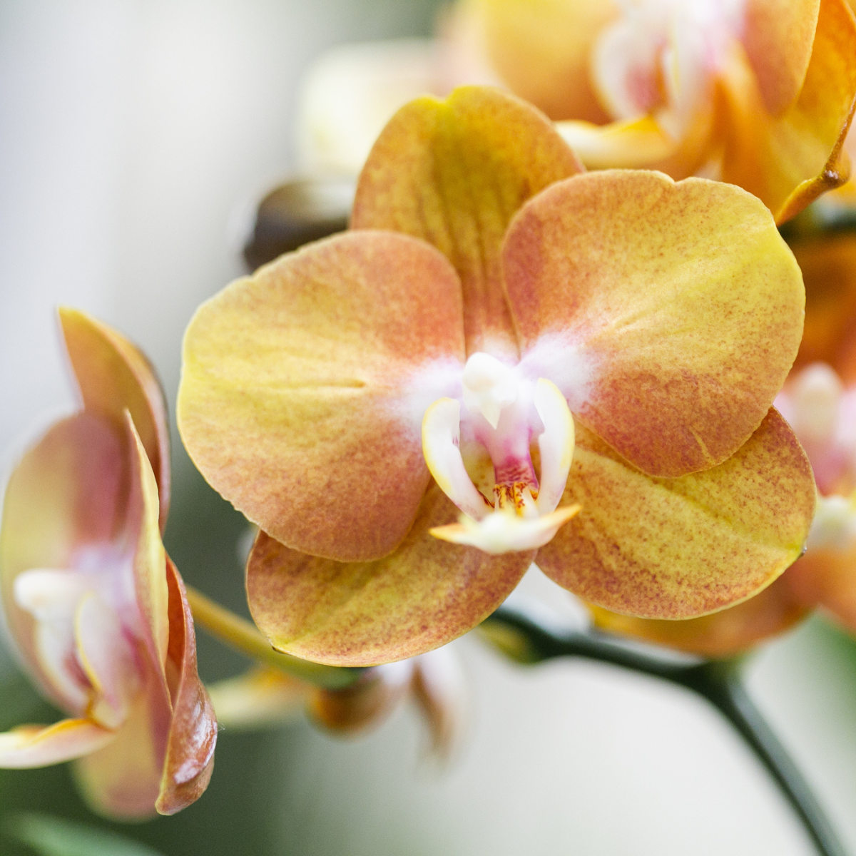 Oranje gouden Phalaenopsis orchidee - Jewel Las Vegas - Ø12cm