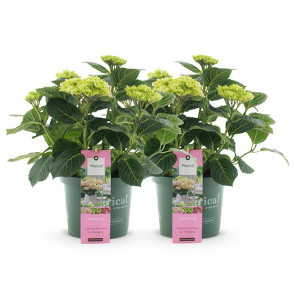 Hydrangea Magical Jewel - Roze - Hortensia - 2 Planten - ↨55cm - Ø23cm