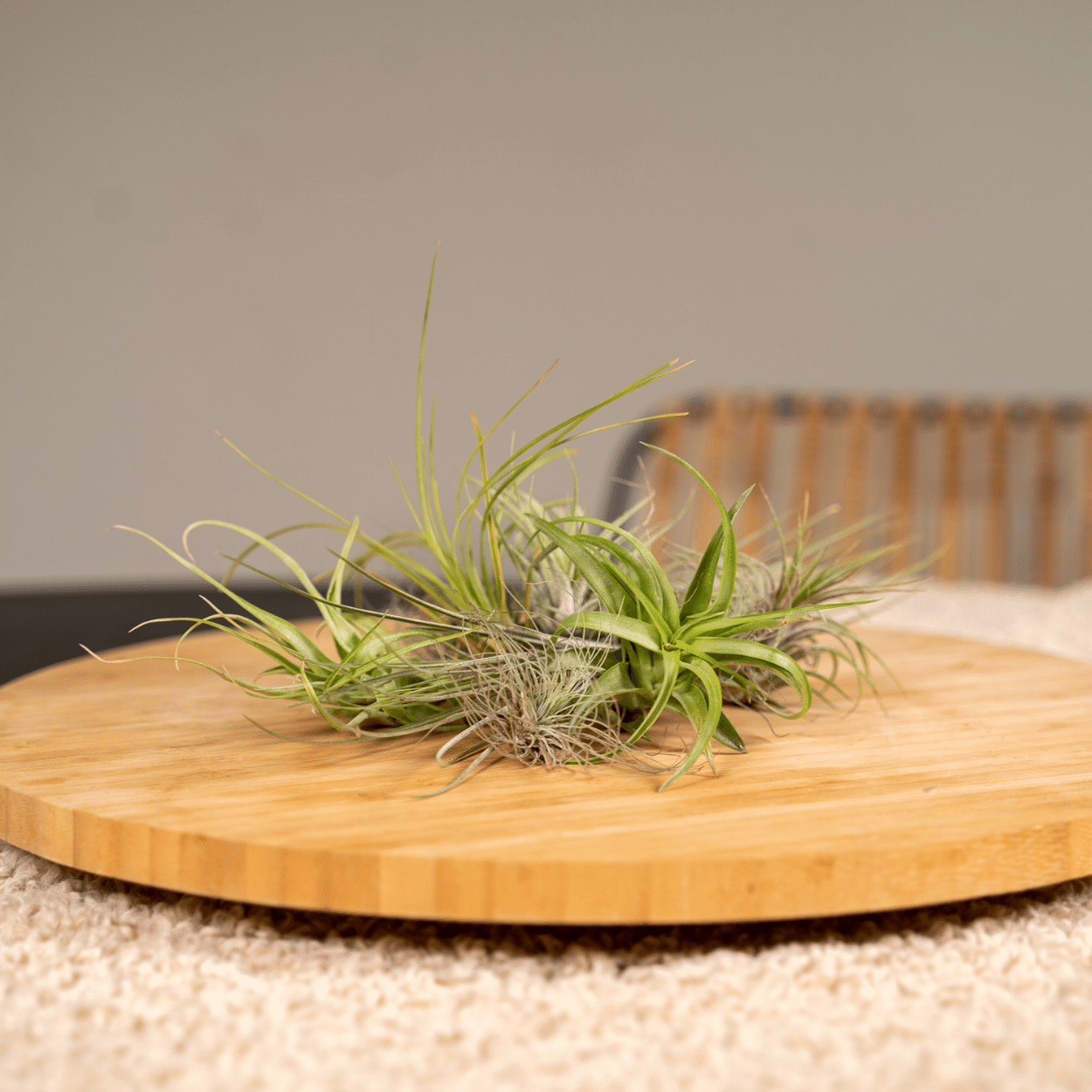 Tillandsia Air mix - 20 stuks - ↨6cm