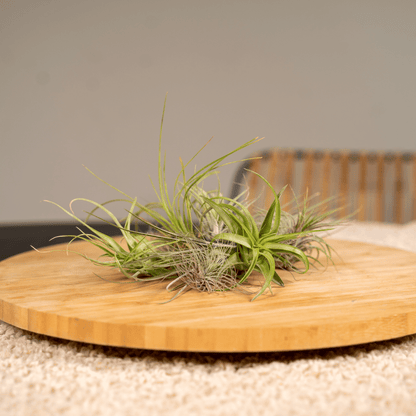 Tillandsia Air mix - 20 stuks - ↨6cm