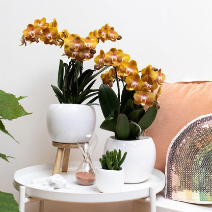 Oranje gouden Phalaenopsis orchidee - Jewel Las Vegas - Ø12cm
