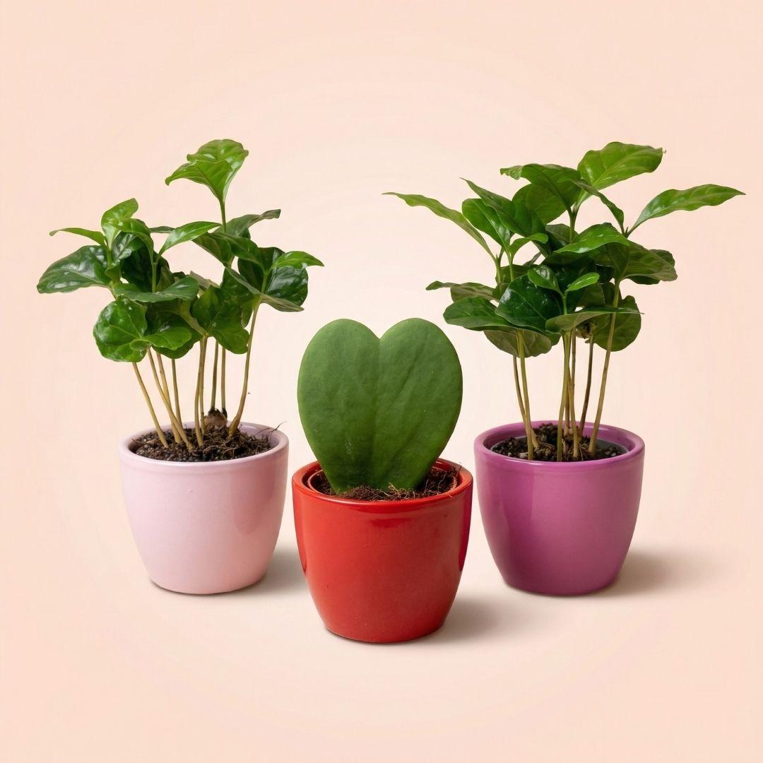 Mini plantenset Love - Hoya Kerrii & Coffea Arabica in roze en rode potten - Ø6cm