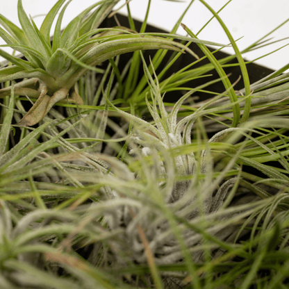 Tillandsia Air mix - 5 stuks - ↨6cm