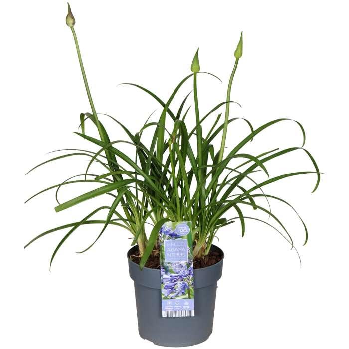 Agapanthus 'Ever Sapphire' - ↨65cm - Ø15cm
