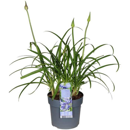 Agapanthus 'Ever Sapphire' - ↨65cm - Ø15cm