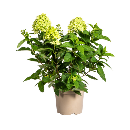 Hydrangea Paniculata Limelight - ↨40-60cm - Ø19cm