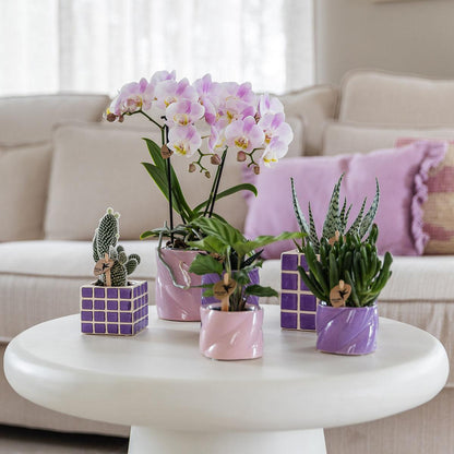 Roze phalaenopsis orchidee - Portugal - Ø9cm