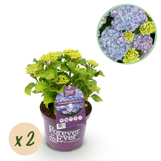Hydrangea Forever & Ever - Hortensia - Blauw - 2 Planten - ↨55cm - Ø23cm