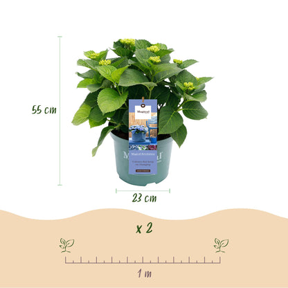 Hydrangea Magical Revolution Blue - Blauw - Hortensia - 2 Planten - ↨55cm - Ø23cm