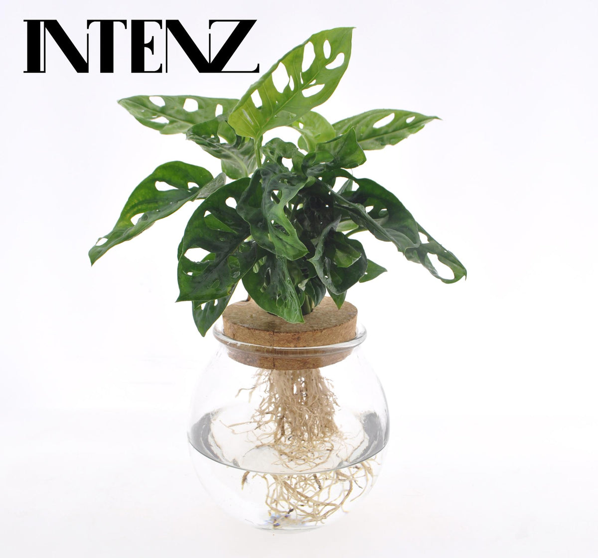 Monstera Adansonii in Bolglas + Klikkurk - ↨25cm - Ø12cm