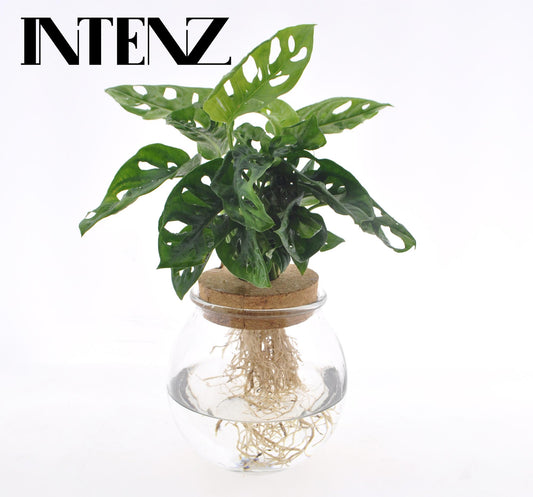 Monstera Adansonii in Bolglas + Klikkurk - ↨25cm - Ø12cm