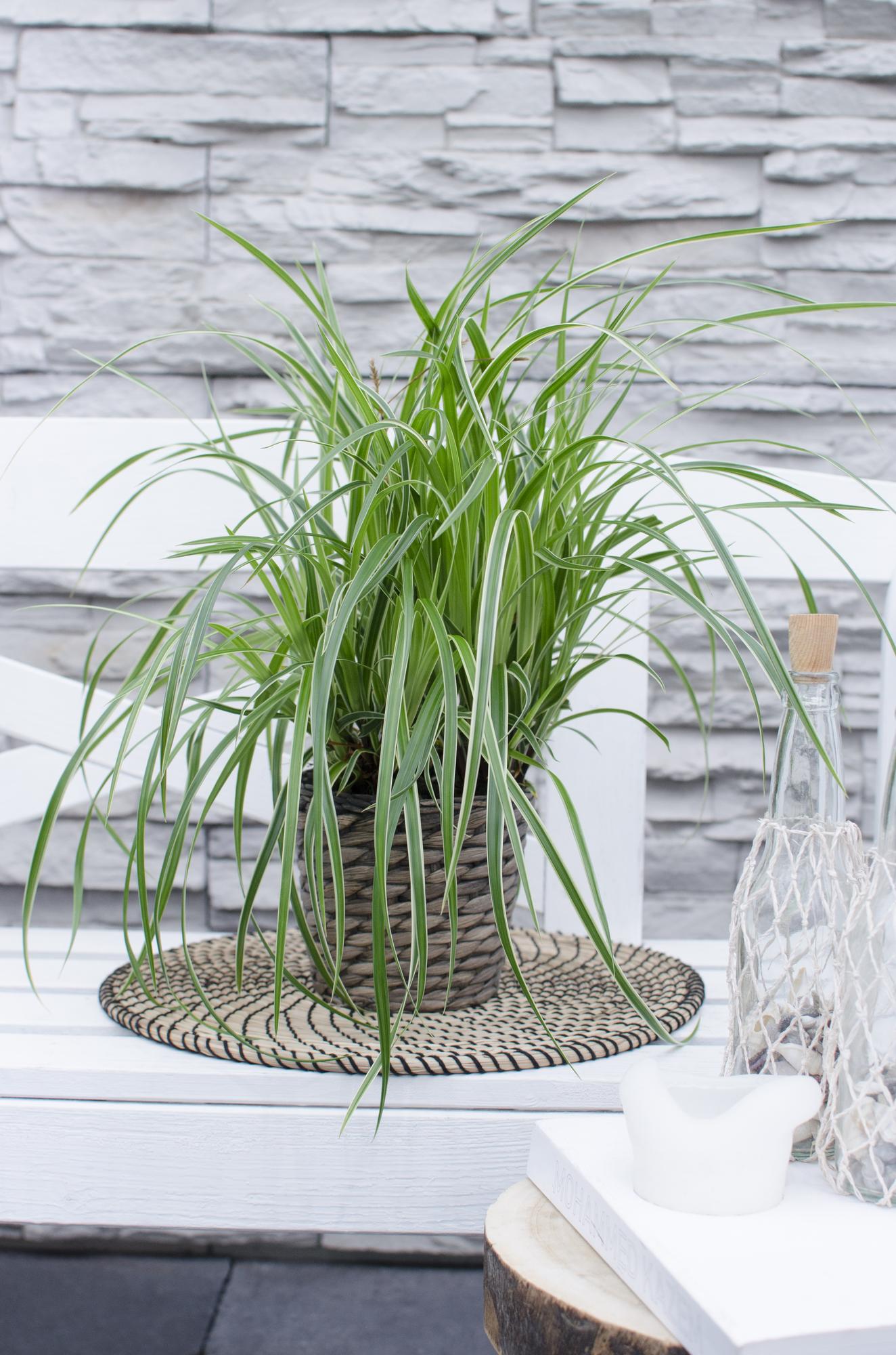 Carex morrowii 'Ice Dance' - ↨30cm - Ø14cm
