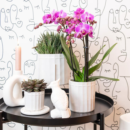 Paars/ roze Phalaenopsis orchidee - Mineral Vienna - Ø9cm