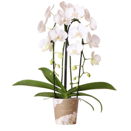 Witte Phalaenopsis orchidee - Niagara Fall  - Ø12cm