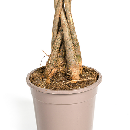 Pachira Aquatica - ↨70-90cm - Ø19cm