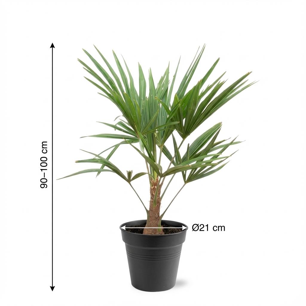 Trachycarpus Fortunei - ↨85-100cm - Ø21cm