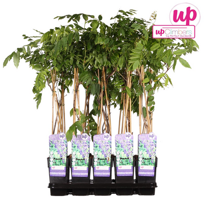 Wisteria sinensis 'Prolific' - Blauwe regen - ↨65cm - Ø15cm