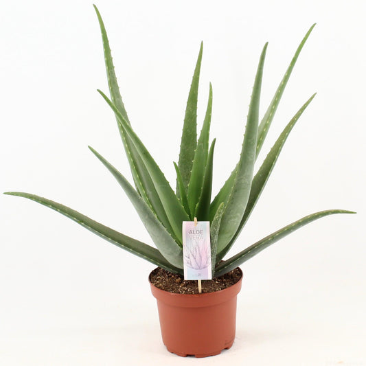 Aloe Vera - ↨70cm - Ø19cm