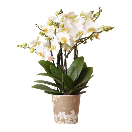Witte Phalaenopsis orchidee - Lausanne- Ø12cm
