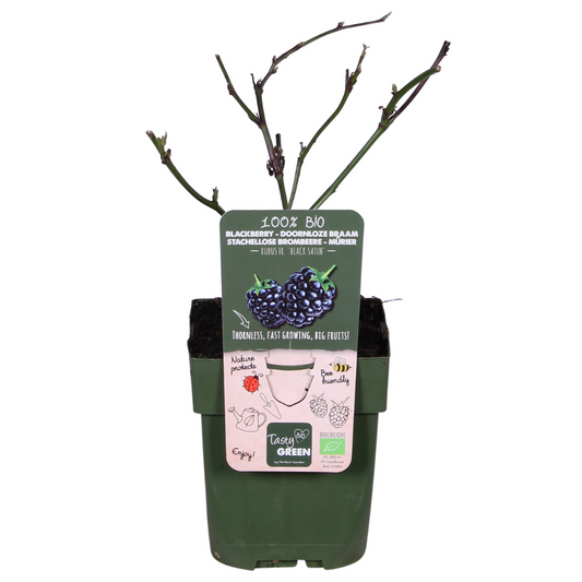 Biologische Doornloze Braam - ↨45cm - Ø13cm