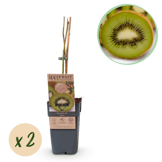 Actinidia deliciosa Jenny  - Groene Kiwi - 2 planten - ↨50cm - Ø15cm