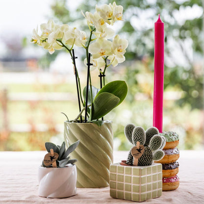 Gele Phalaenopsis orchidee - Mexico - Ø9cm