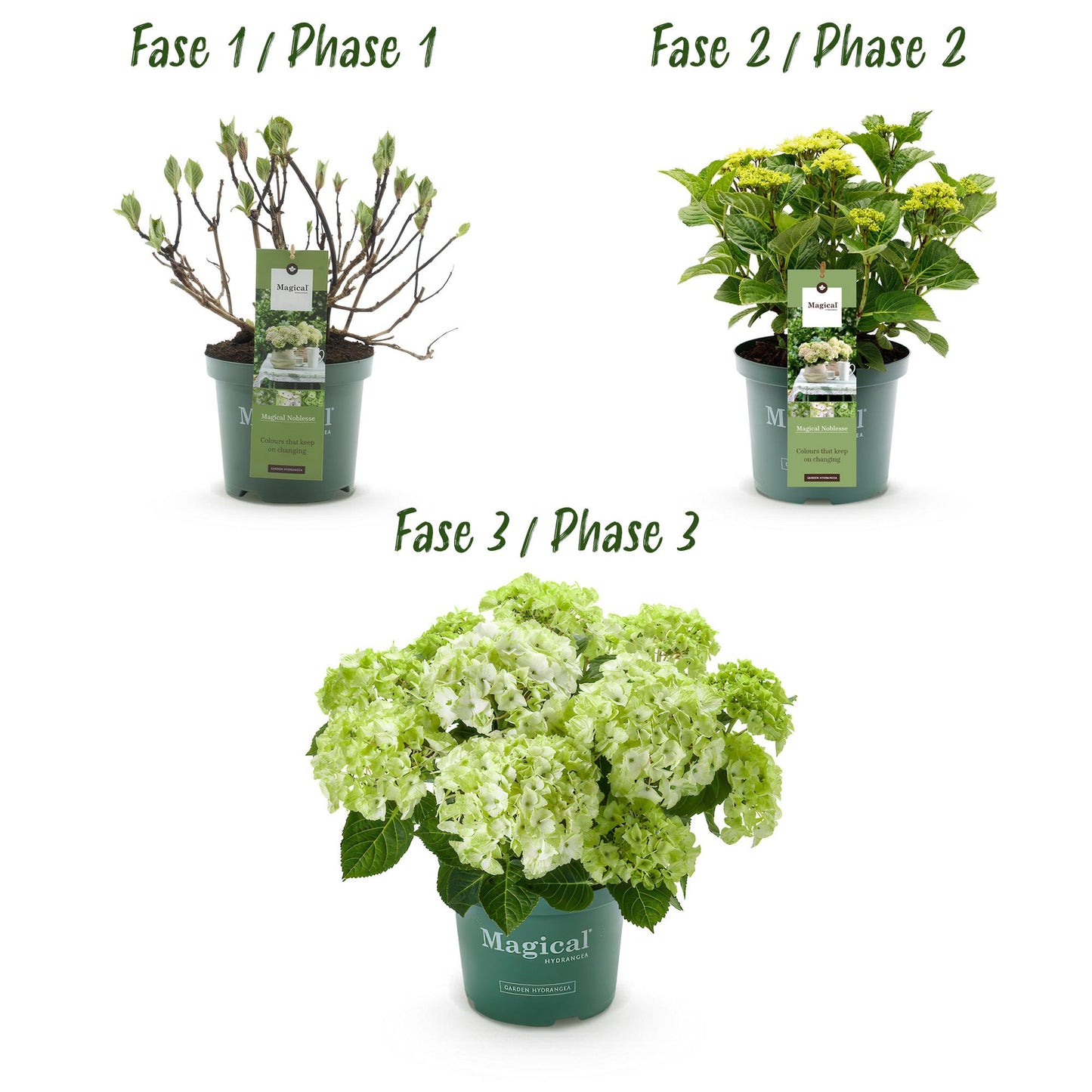Hydrangea Magical Nobless - Wit - Hortensia - 2 Planten - ↨55cm - Ø23cm