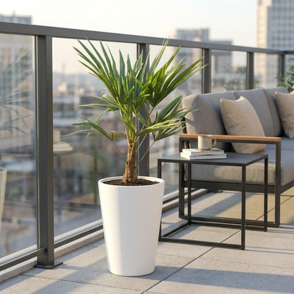 Trachycarpus Fortunei - ↨85-100cm - Ø21cm