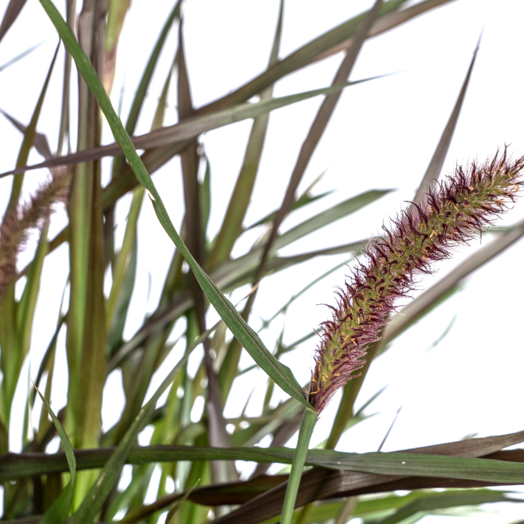 Pennisetum x Advena Chelsea - Siergrasplant - ↨70-80cm - Ø27cm