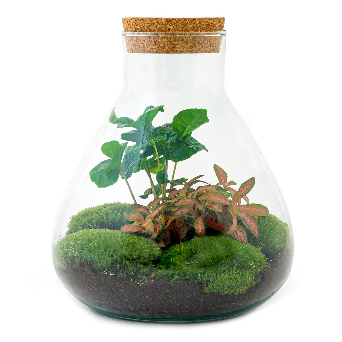 DIY terrarium - Sammie Coffea - ↨26cm - Ø22.5cm