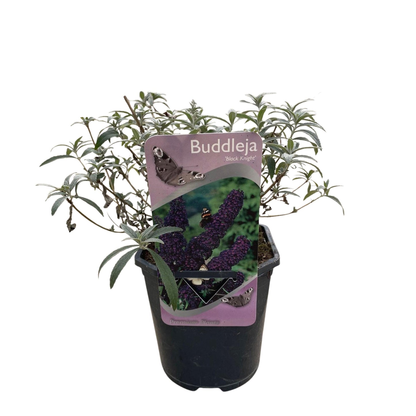 Buddleja davidii Black Night - Vlinderstruik - Bloem Paars - ↨25cm - Ø17cm
