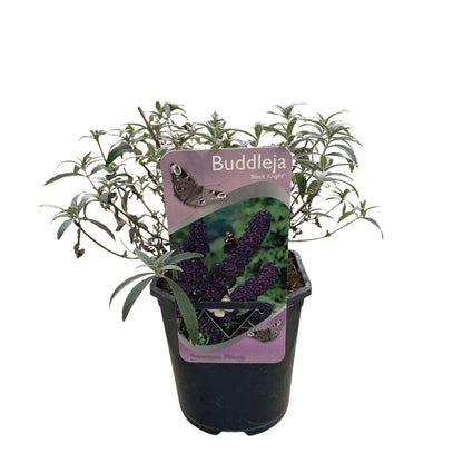 Buddleja davidii Black Night - Vlinderstruik - Bloem Paars - ↨25cm - Ø17cm