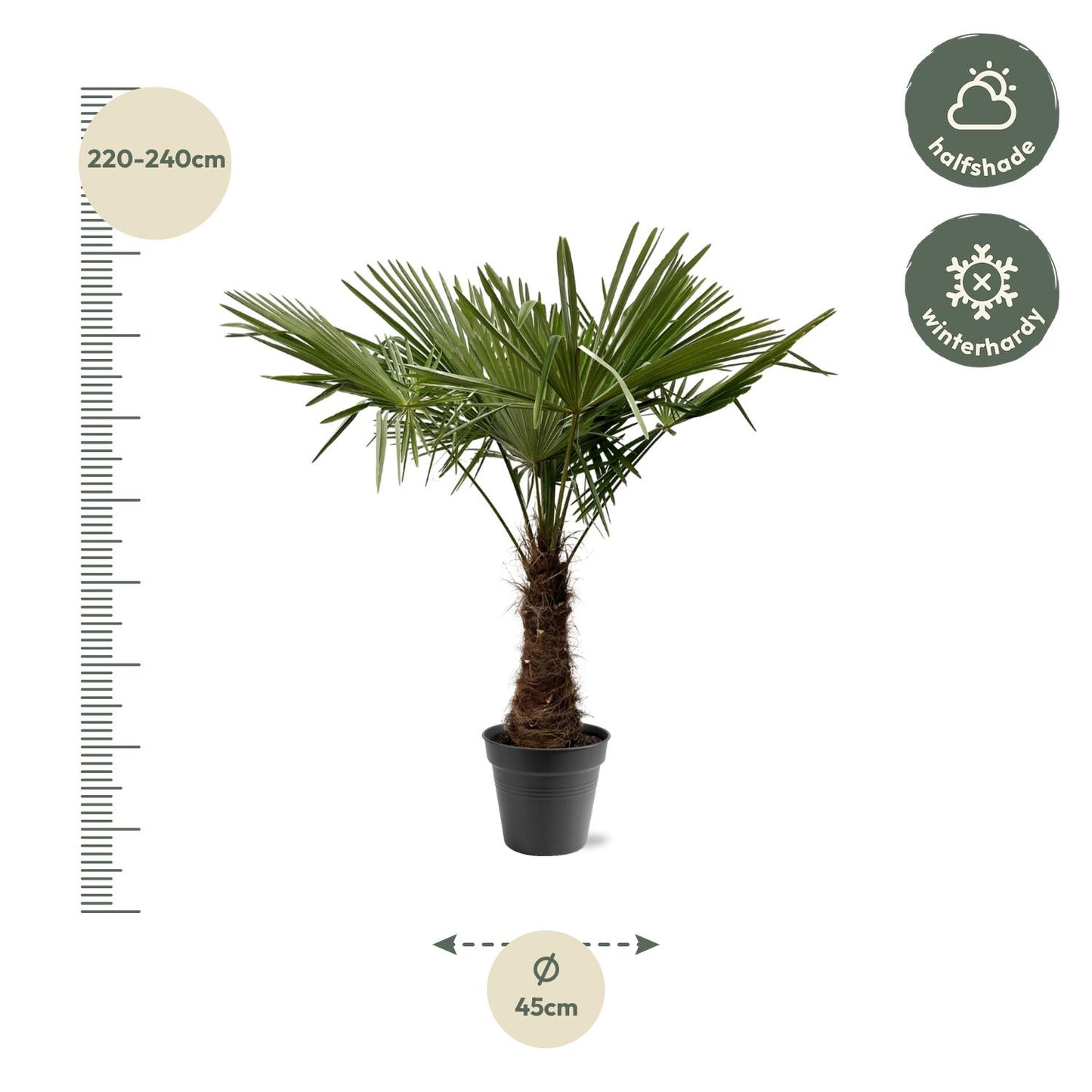 Trachycarpus Fortuneii - ↨220-240cm - Ø45cm