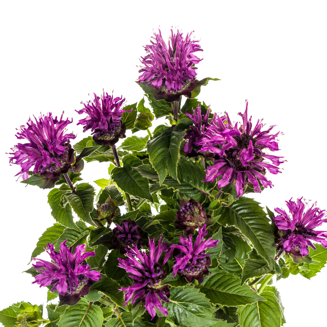 Monarda Didyma Purple - Bergamotplant - ↨45-60cm - Ø19cm