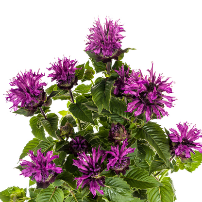 Monarda Didyma Purple - Bergamotplant - ↨45-60cm - Ø19cm