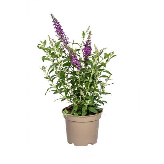 Buddleja Davidii Purple - Vlinderstruik - ↨50-50cm - Ø19cm
