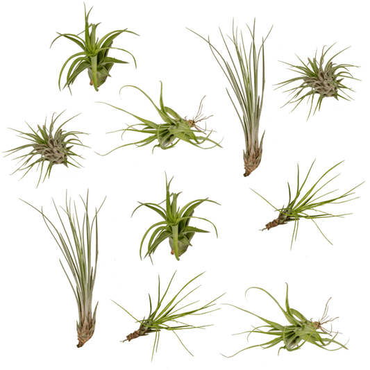 Tillandsia Air mix - 10 stuks - ↨6cm