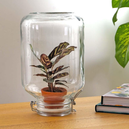 Mini-ecoysteem - Calathea makoyana