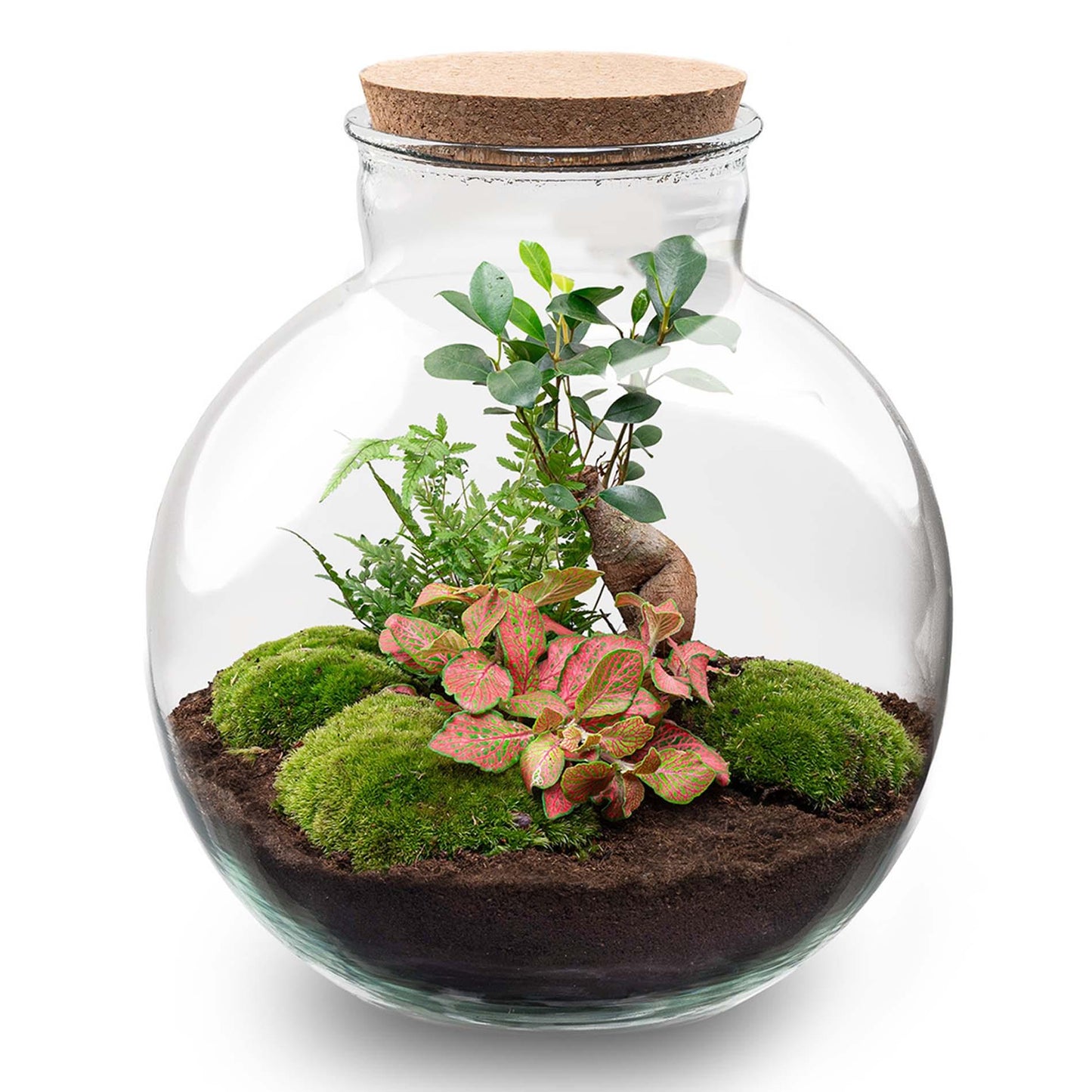 DIY terrarium - Bolder Bob Bonsai + LED