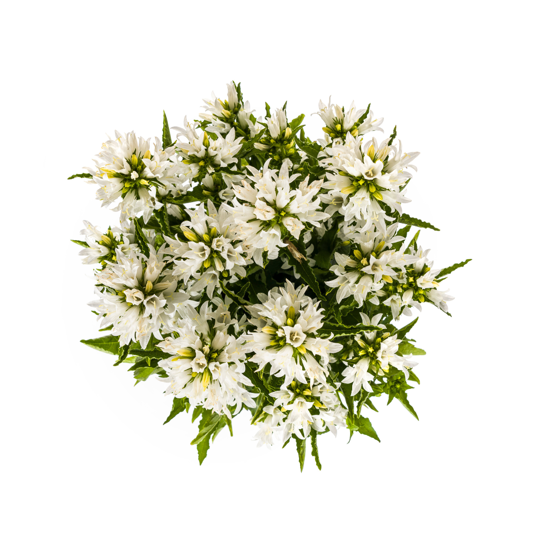 Campanula Glomerata Genti White - Klokjesbloem - ↨30-40cm - Ø19cm