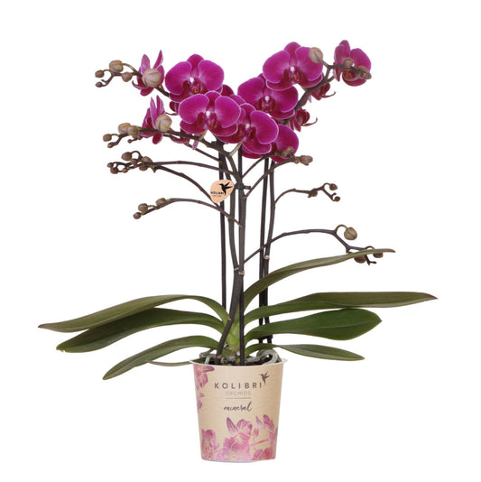 Paarse phalaenopsis orchidee - Morelia - Ø9cm
