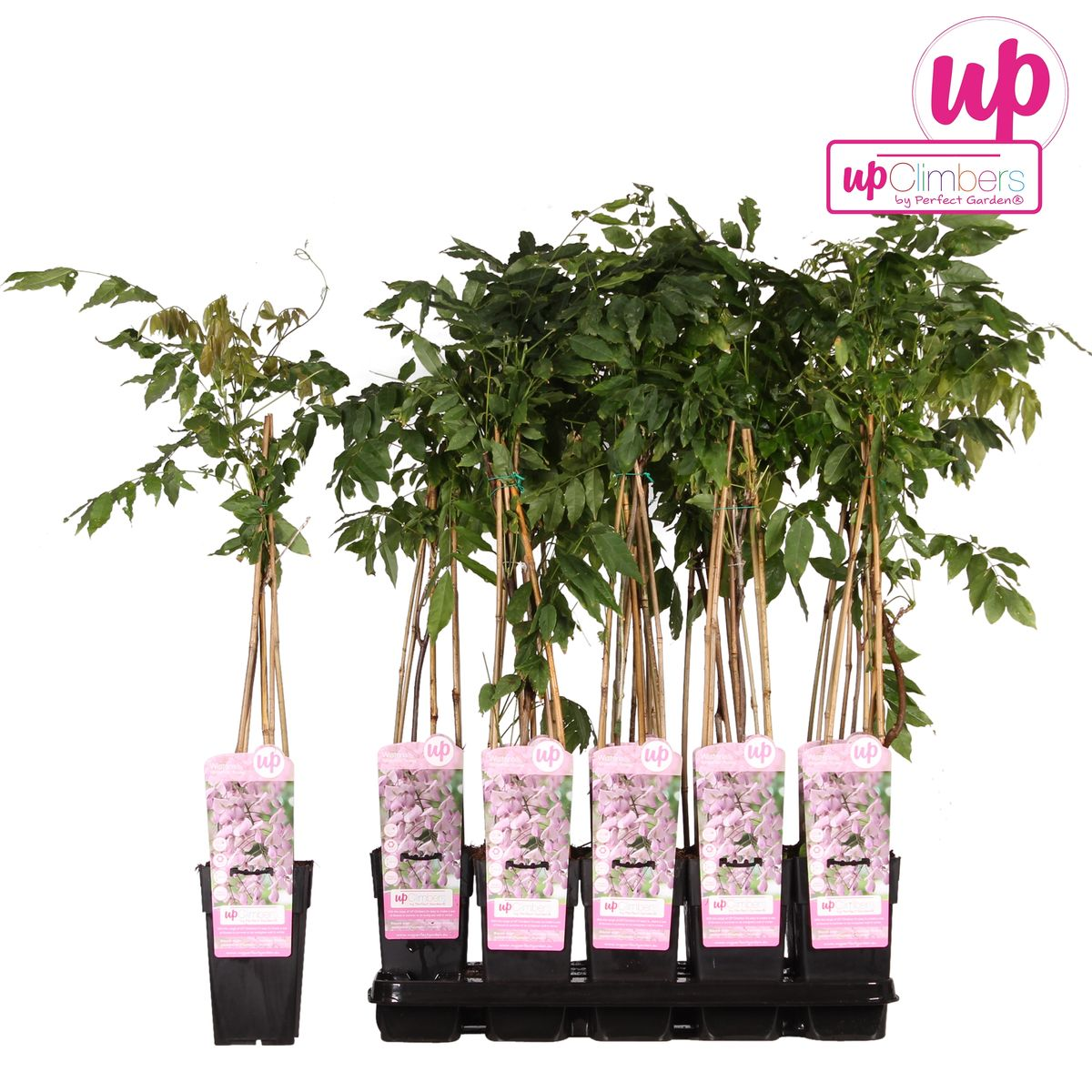 Wisteria floribunda 'Rosea' - Roze regen - ↨65cm - Ø15cm