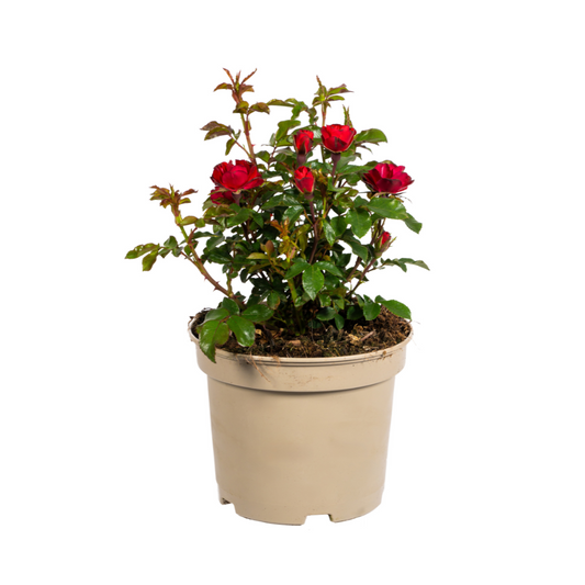 Rosa Zepeti - ↨35-40cm - Ø19cm