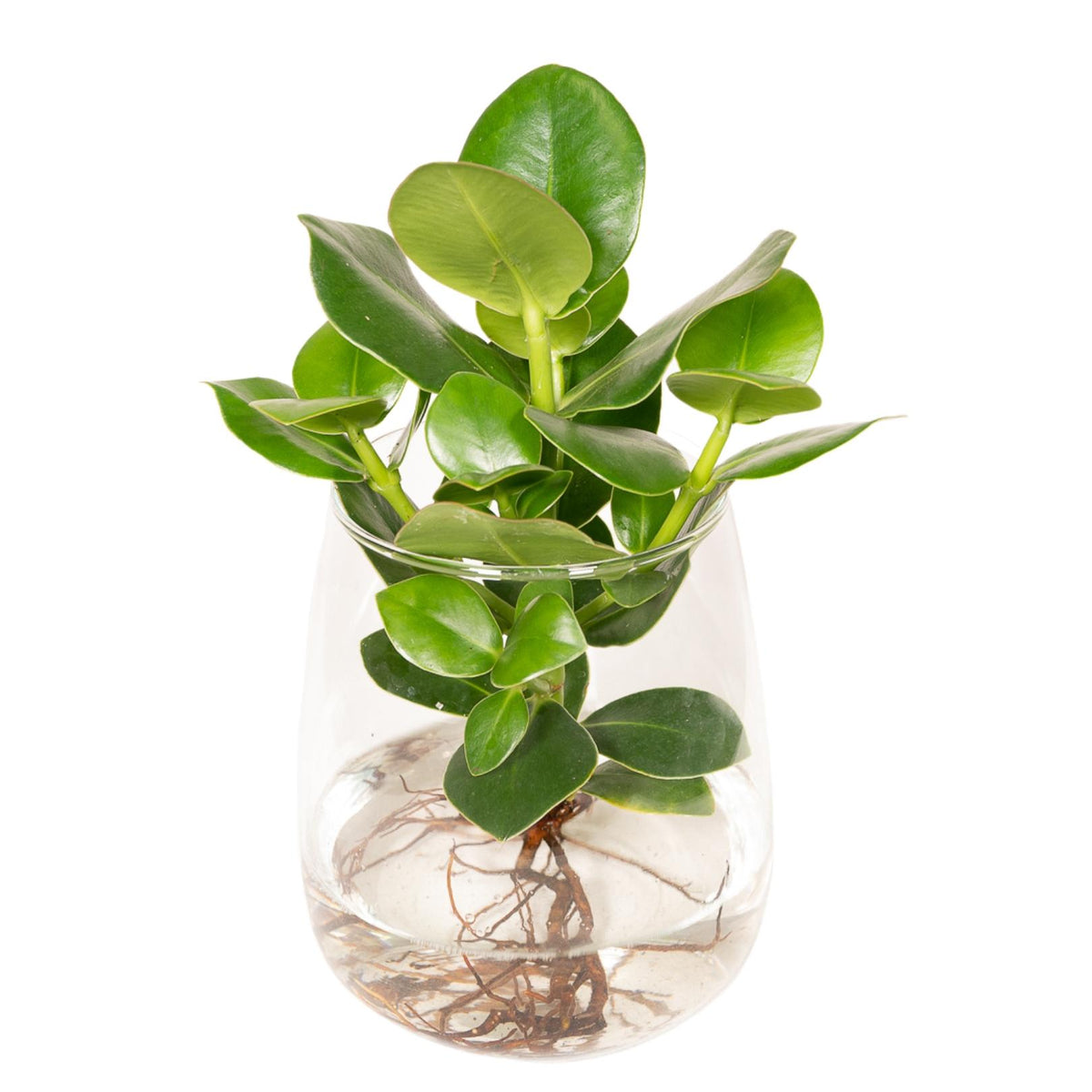 Clusia in Kingston glas - ↨30cm - Ø12cm
