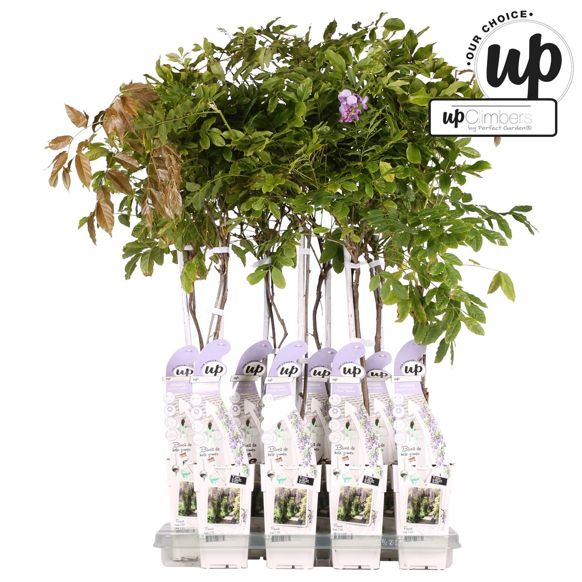 Wisteria sinensis Caroline - Paarse Regen - ↨65cm - Ø15cm