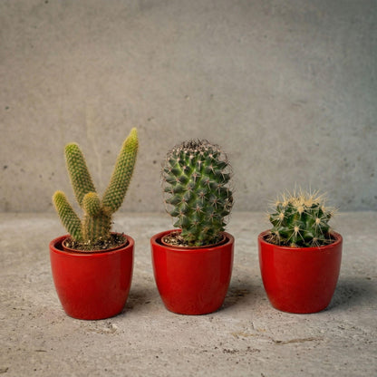 Cactussen set van 3 in rode mini potten - ↨8-12cm - Ø6cm