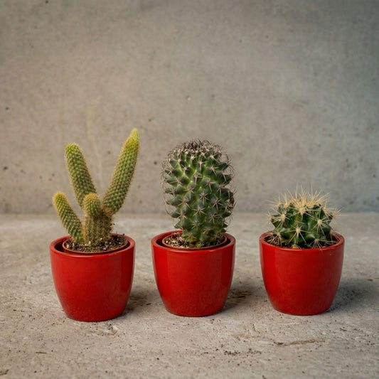 Cactussen set van 3 in rode mini potten - ↨8-12cm - Ø6cm