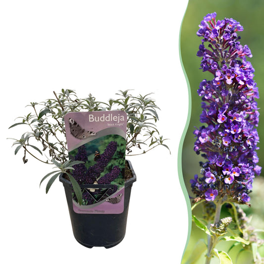 Buddleja davidii Black Night - Vlinderstruik - Bloem Paars - ↨25cm - Ø17cm