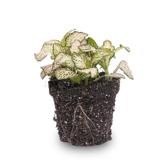 Fittonia Pink Tiger - Pink, white and Green - Mosaic plant - Ø8cm
