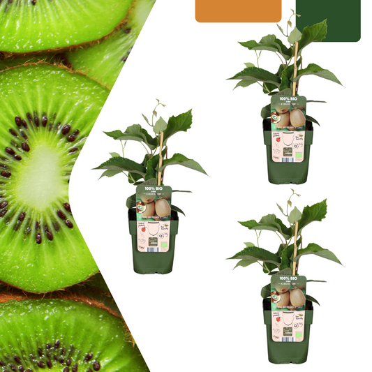 Biologische kiwiplanten - 3 stuks - ↨20cm - Ø13cm